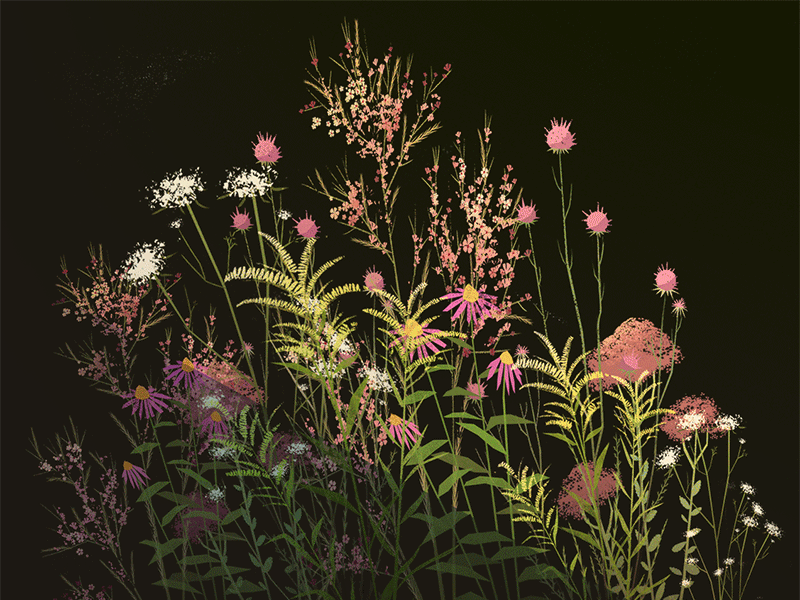 Weeds N' Wildflowers flower gif illustration nature