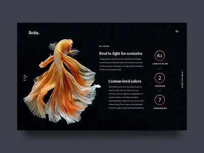 Betta Facts betta blue facts fighting fish landingpage orange sea serif ui website