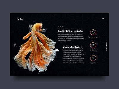 Betta Facts betta blue facts fighting fish landingpage orange sea serif ui website