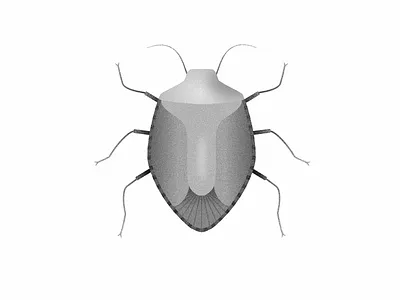 Shield Bug beetle black bug grain gray grey illustration insect ixdbelfast metamorphosis texture white