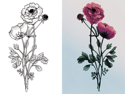 Floral Study: Anemone anemone botanical digital floral flower pink