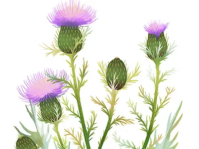 Field Thistle botanical flora flower illustration nature plant thistle