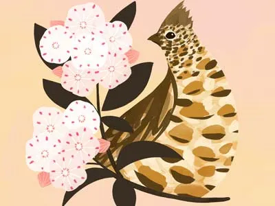 Pennsylvania State Bird & Flower bird botany flower illustration pennsylvania