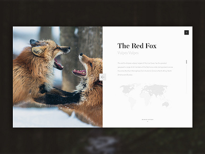 Foxes in the Wild animals article blog clean foxes nature simple ui website website design white wikipedia