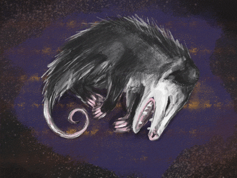 Opossum Playing Possum animal article gif illustration opossum wacom