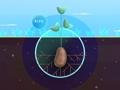 Ripe Fruits & Vegetables. 2d animation after effects animation motion graphics photoshop