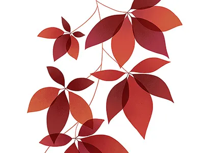 Virginia Creeper botanical illustration ivy leaves plant red virginia