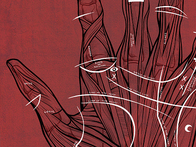 Hand Lines anatomy drawing hand illustration lines meaning muscle