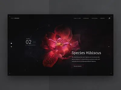 Species Hibiscus flowers plants red space species