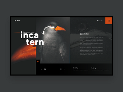 Bird UI Concept bird clean dark interaction orange samuel scalzo ui web