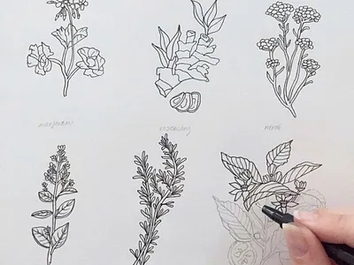 Herbal Illustrations draw drawing herbs iconography icons illustration ink nature sketch sketchbook