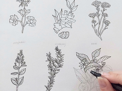 Herbal Illustrations draw drawing herbs iconography icons illustration ink nature sketch sketchbook