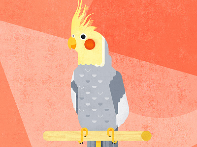 Cockatiel animal bird character cockatiel illustration parrot pet pets pokemon