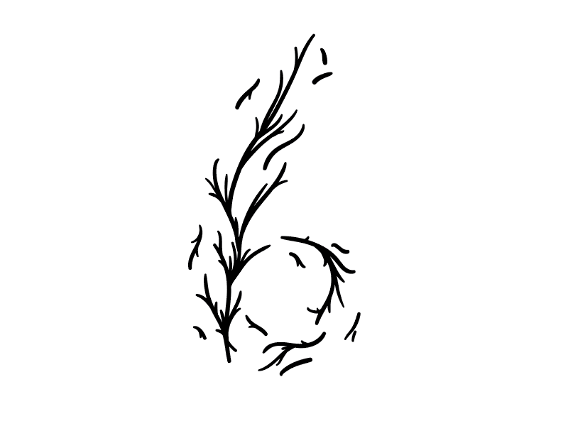 6 - Letterform workshop 6 branch design drawing flower flowing letterform lettering process six sketch vector