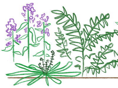 Lunaria Combo apple pencil chalk flowers gardens ipad pro procreate