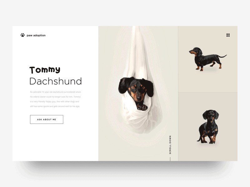 Paw Adoption Transition adoption concept dogs grid imagery photography slider ui ux web