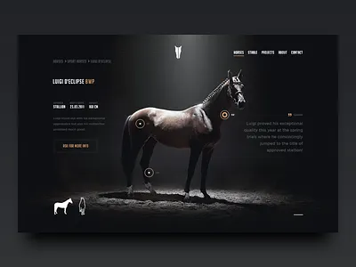 TMS - Horse page hellowiktor horses rider tal milstein stables tms web
