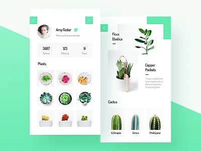 My Plants cactus green hiwow leaf mr.joker plants sean succulent