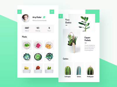 My Plants cactus green hiwow leaf mr.joker plants sean succulent