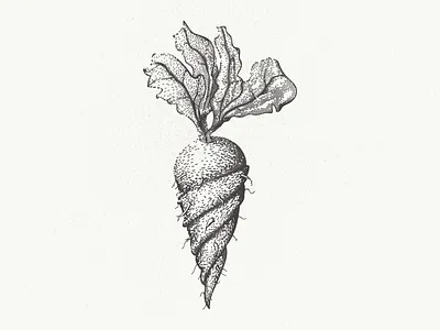 Die verdrehte Wurzel beet carrot deutsch german gnarled illustrator mangled root rutabaga turnip twisted vegetable