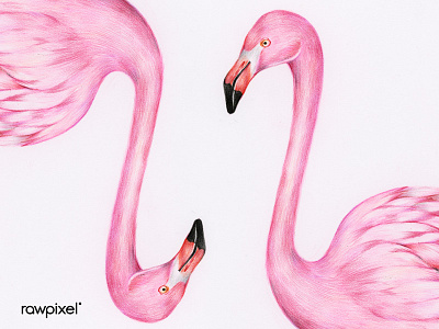 I'm always in pink mood . colorpencil drawing graphic illustration tropical vintageillustration