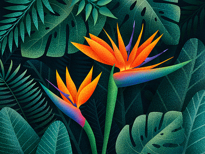 Bird of Paradise Flowers bird of paradise floral flowers illustration jungle leaves plants tropical