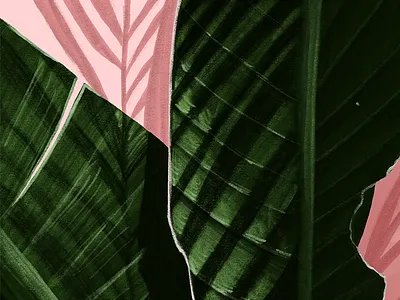Palm Leaf Shadows drawing illustration illustrator leaves palm palm leaves procreate shadow sketch