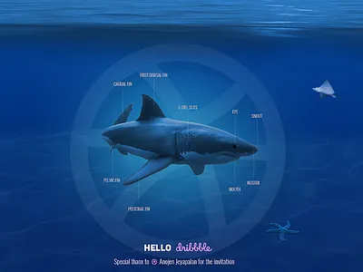 Hello Dribbble I've Finally made it! art design digital great white photoshop shark