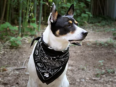 Field Day 2018: Bandana bandana dog field illustration outdoor pattern swag