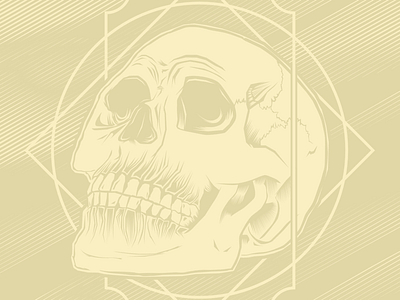 Skull Study illustration illustrator skull