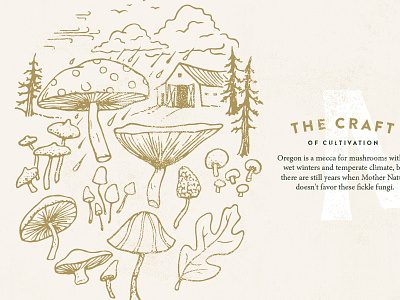 MF Mushroom Illustrations drawing food illustration