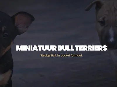 Miniature Bull Terrier Website breeder landingpage minibull ui website wordpress