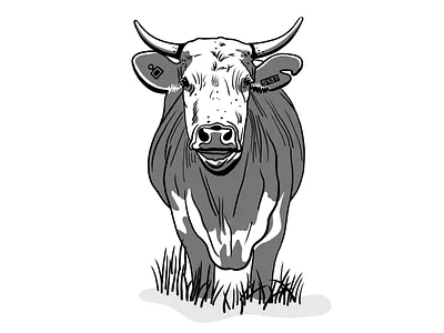 Steer 💔 agribusiness agriculture cow steer