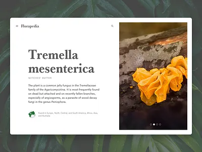 Florapedia – Witches' Butter flora flower flowers plant plants typography web ui wikipedia yellow flower