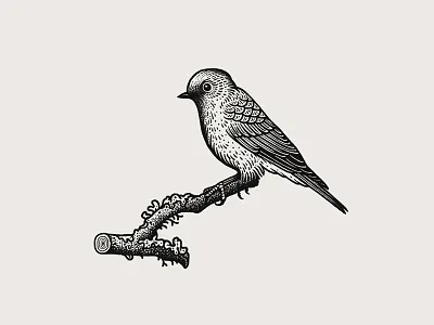 Western Bluebird adobe photoshop bird illustration drawing etching illustration illustrator ink drawing line drawing line work pen and ink procreate stippling