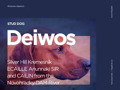 Poster graphicdesign illustration typography