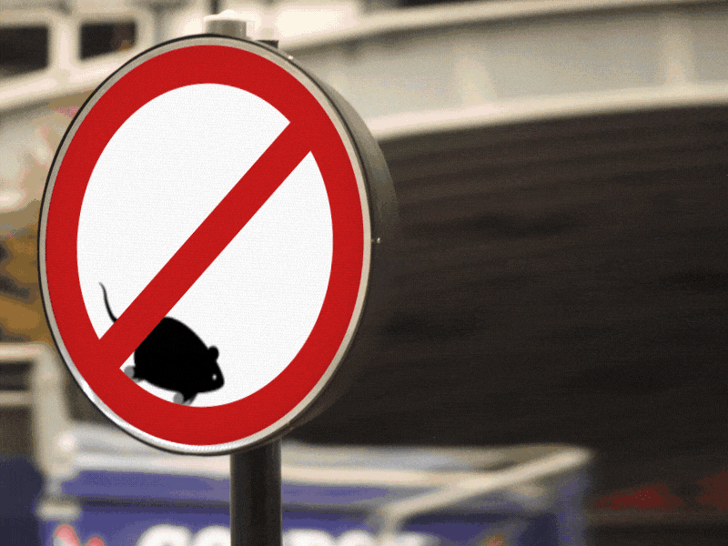 Email Header GIF (1 of 3) animated gif animation email hamster motion graphics mouse rat road sign wheel