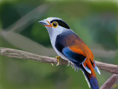 Silver Breasted Broadbill animals art birds digitalpainting illustration ipadpro procreate