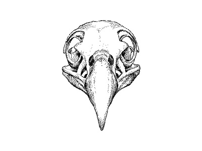Bald Eagle Skull bird black and white digital drawing eagle goth gothic painting skull