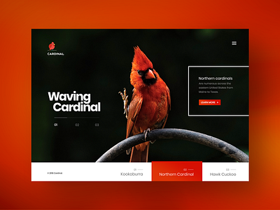 Bird Watcher Website Design agency bird types bird watcher bird watching birds branding design designer fullwidth illustration inspiration responsive typography ui ux ux ui webdesign website