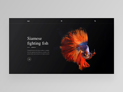 Siamese fighting fish animal daily design fighting fish national geographic ui ux web