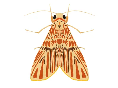 Barsine orientalis bigamica bug digital art illustration insect ipad pro moth