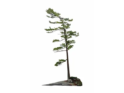 Great White Pine design flat illustration