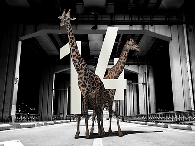 14 countdown design fourteen giraffa road