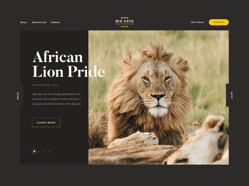 Big Cats Initiative Concept big cats interaction design motion design natgeo principle principleapp ui design web design