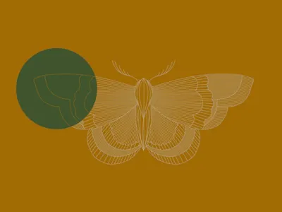 Moth illustration moth