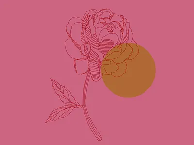 Peony flower illustration peony
