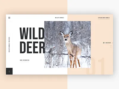 🦌 Wildlife Animals - Wild Deer animals clean concept concept design creative creative agency design photoshop sketch typography ui uidesign ux uxdesign web design website wild deer wildlife wildlife animals