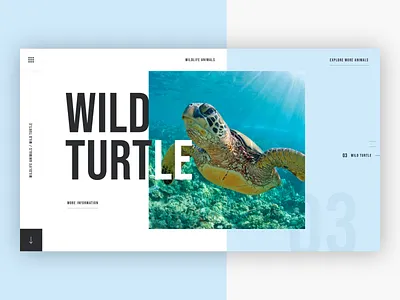 🐢 Wildlife Animals - Wild Turtle animals clean concept concept design creative creative agency design photoshop sketch typography ui uidesign ux uxdesign web design website wild deer wildlife wildlife animals