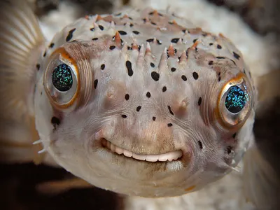 Photochopped 01 - 1 hour limit photo manipulation photoshop photoshop art photoshop creatures